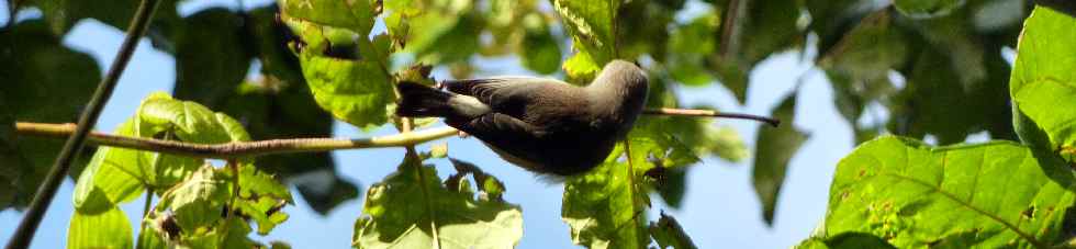 Oiseau blanc