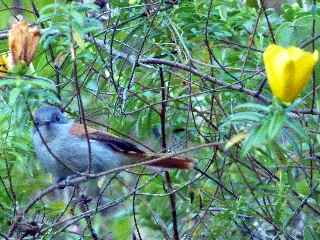 Sentier de la Grande Jument - Z'oiseau la vierge