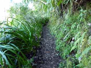 Sentier de la Grande Jument - Ravine des Citrons