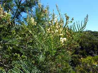 Acacias - Sentier de la Grande Jument -