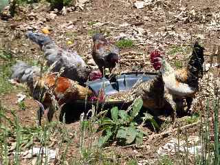 Boucan des Cabris Marrons - Volay la kour !