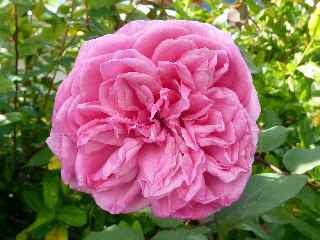 Rose ancienne - Plaine des Palmistes