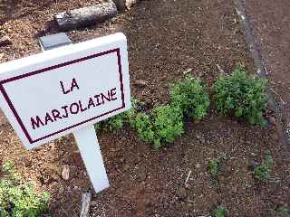 Plaine des Palmistes - Marjolaine