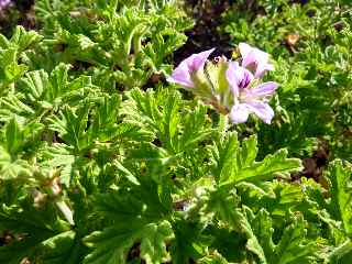 Plaine des Palmistes - Granium rosat