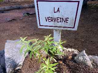 Plaine des Palmistes - Verveine