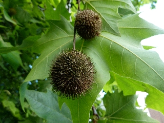 Fruits du platane - Plaine des Palmistes -