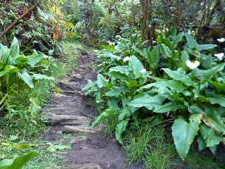 Sentier vers le Cass de Takamaka et arums