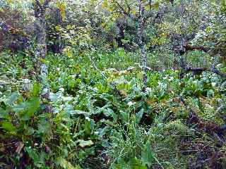 Arums en fleurs  Bbour