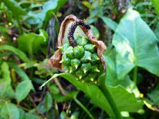 Fort de Bbour - Arum