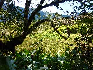 Fort de Bbour - Plateau Duvernay - Marais  jonc