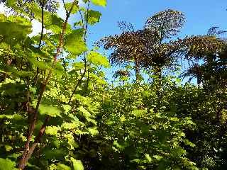 Fort de Bbour - Plateau Duvernay - Vigne marronne