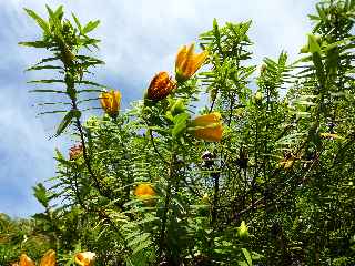 Fort de Bbour - Plateau Duvernay - Fleurs Jaunes