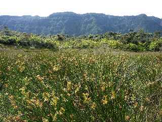 Fort de Bbour - Plateau Duvernay - Marais  joncs