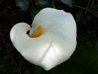 Fort de Bbour - Plateau Duvernay - Arums