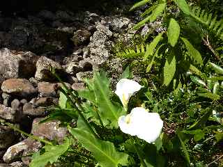 Traverse de la Ravine Tabac - Fort de Bbour - Plateau Duvernay -