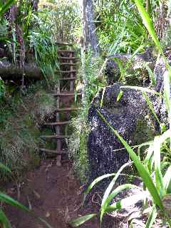 Fort de Bbour - Plateau Duvernay - Echelles en bois de goyavier