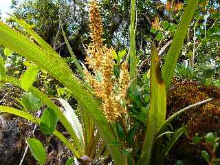 Fort de Bbour - Plateau Duvernay - Ananas marron