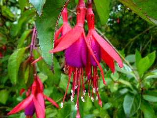 Fort de Bbour - Plateau Duvernay - Fuschias