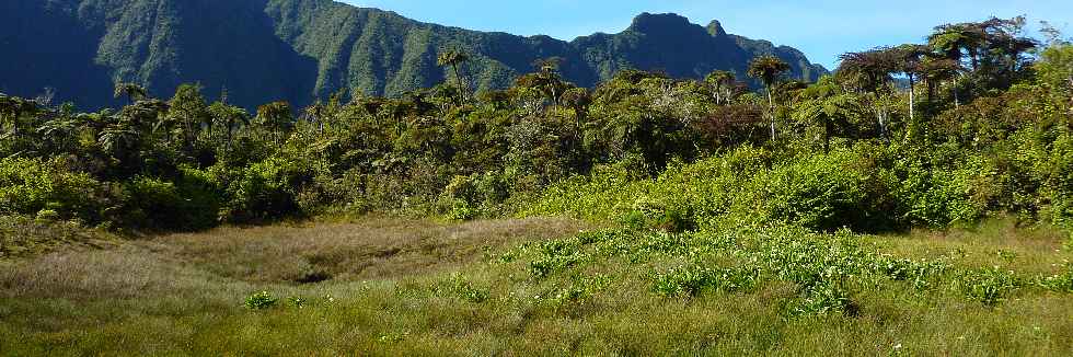 Fort de Bbour - Plateau Duvernay - Marais  joncs