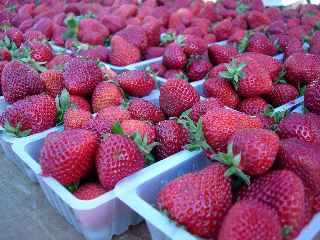 March forain de St-Pierre -  Fraises