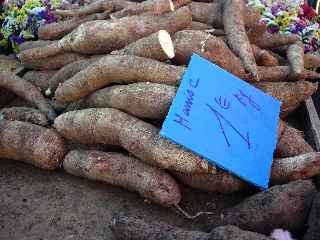 Manioc