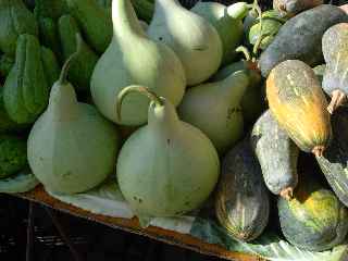 March forain de St-Pierre -  Calebasses et citrouilles