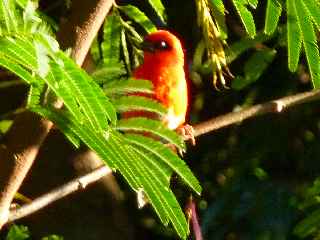 Cardinal sur le sentier Bayonne