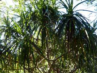 Pandanus montanus