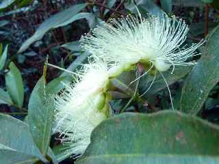 Fleurs de jamrose ?