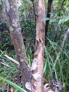 Sentier Bayonne - Dimitile - Change-corce, Goyave marron