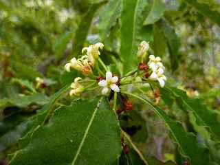 Sentier Bayonne - Dimitile - Arbre en fleurs