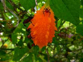 Margoze de l'Inde attaque par des insectes