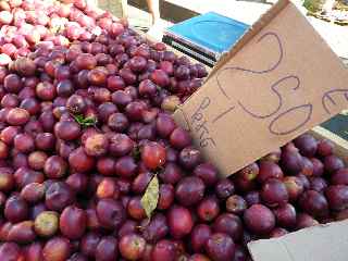 March forain de St-Pierre - Nectarines