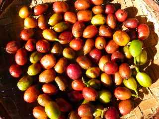 March forain de St-Pierre -  Cerises de caf