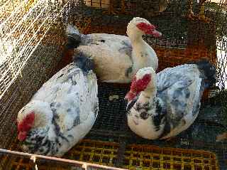 March forain de St-Pierre -  Canards Barbarie