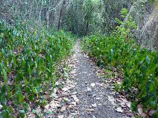 Sentier Paille-en-queue