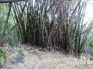Touffe de bambous
