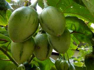 Ilet Furcy - Tomates arbuste