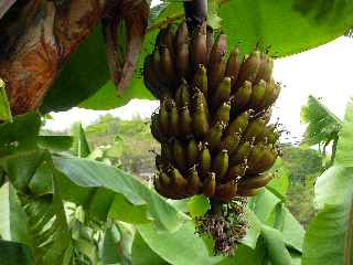 Rgime de bananes