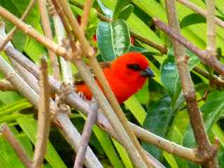 Cardinal - Foudia