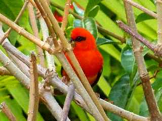 Cardinal - Foudia