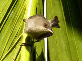 Z'oiseau Blanc