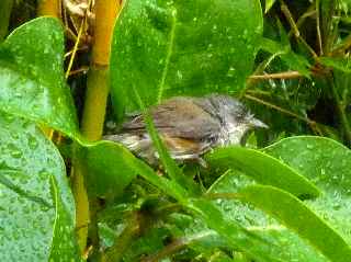 Z'oiseau Blanc