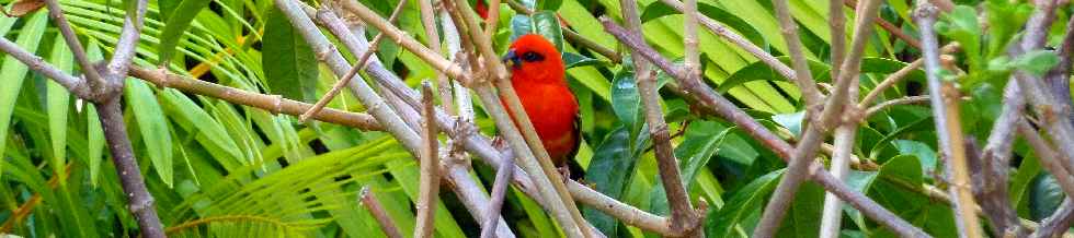 Cardinal -Foudia