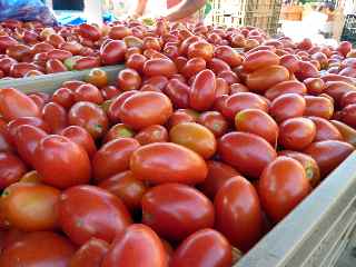 Tomates