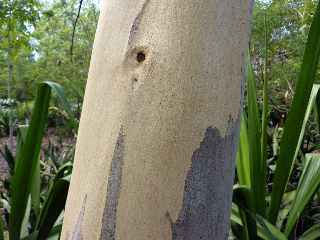 Fort d'Etang-Sal - Tronc d'eucalyptus