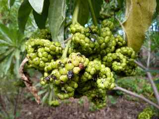 Fort d'Etang-Sal - Fruits du veloutier