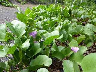 Fort d'Etang-Sal - Patate  Durand