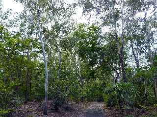 Forêt d'Etang-Salé - Eucalyptus