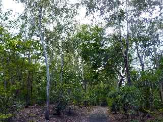 Fort d'Etang-Sal - Eucalyptus